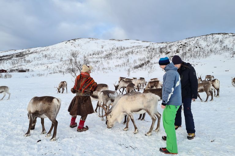 Reinsdyrflokk med gjester og samisk guide i snølandskapet