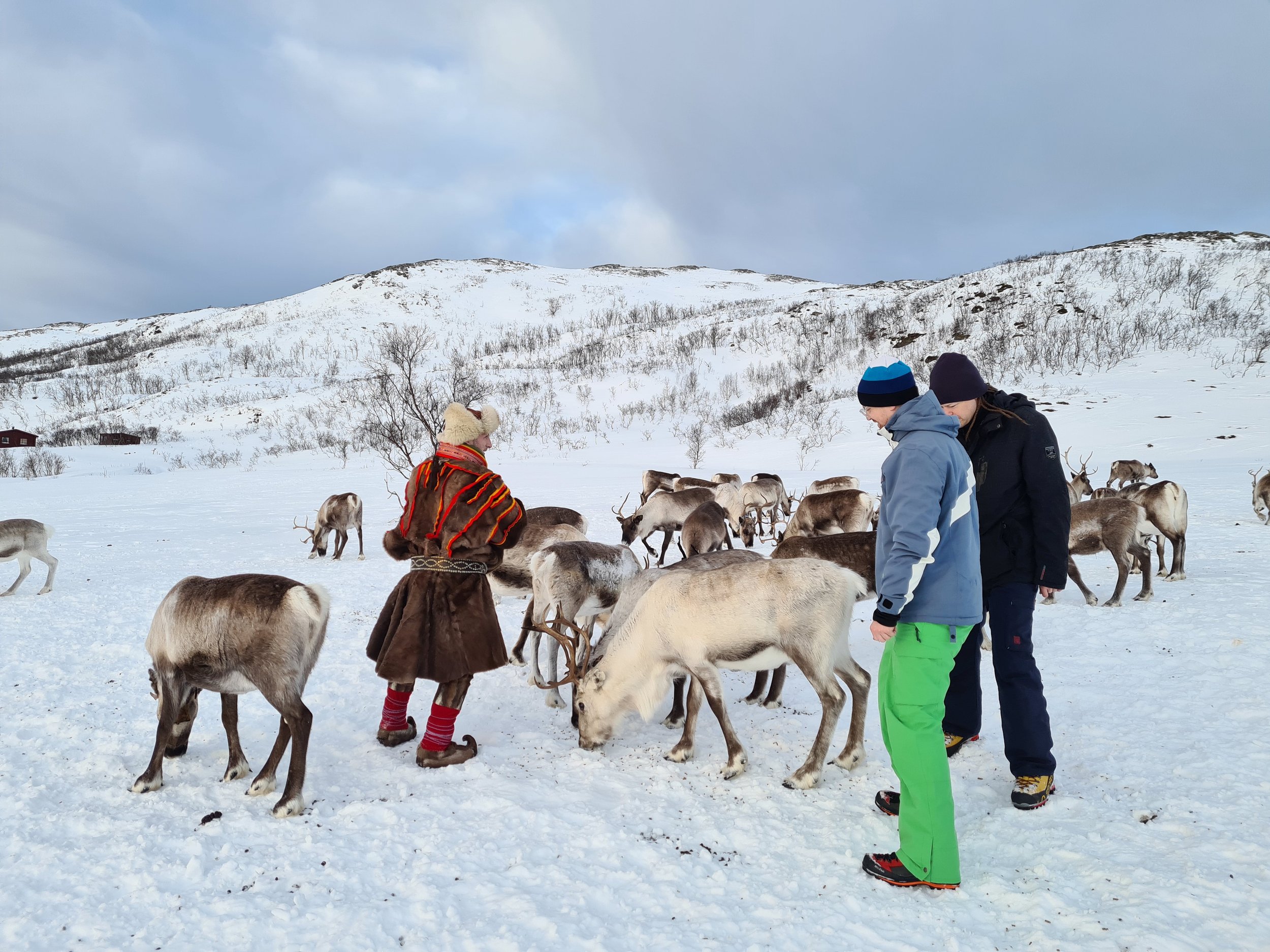Reinsdyrflokk med gjester og samisk guide i snølandskapet