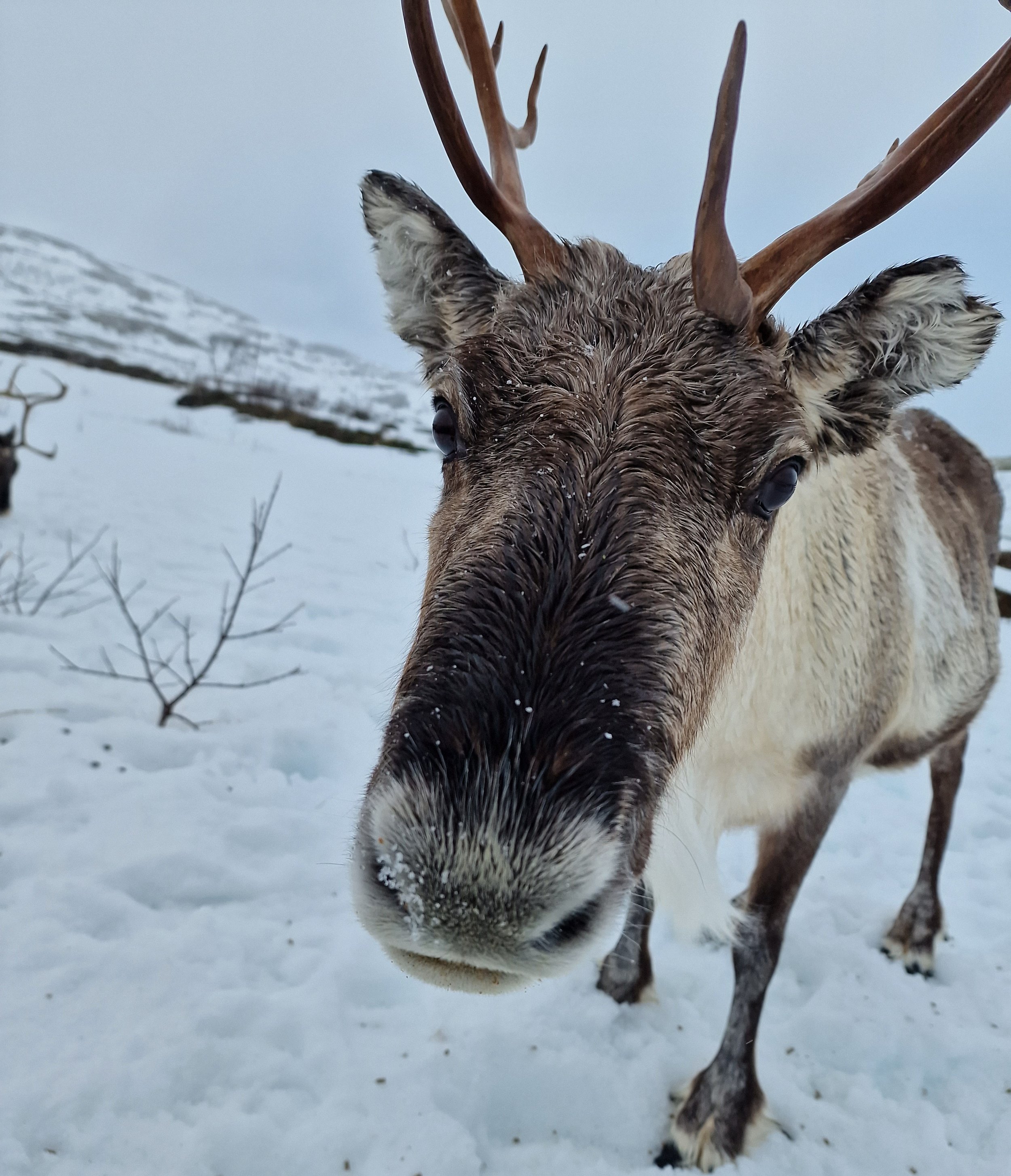 Nærbilde av nysgjerrig reinsdyr i snøen